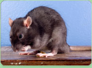 rat control Newington